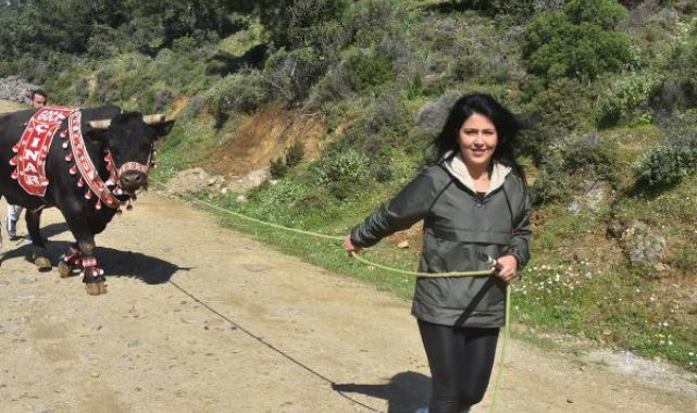 'Boğaların efesi' Buse, 'Goca Çınar' ile rakiplerine meydan okuyor