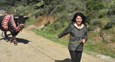 'Boğaların efesi' Buse, 'Goca Çınar' ile rakiplerine meydan okuyor
