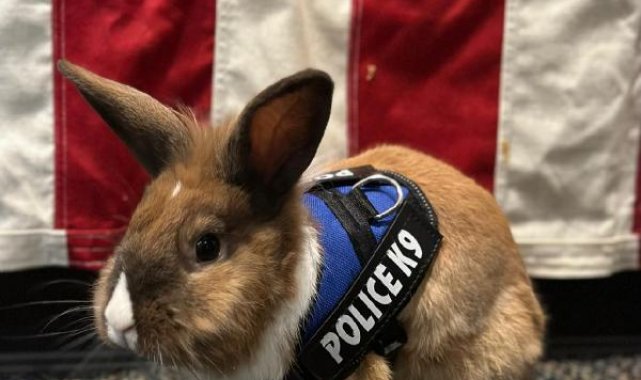 'Tavşan polis' sosyal medyada ilgi çekti