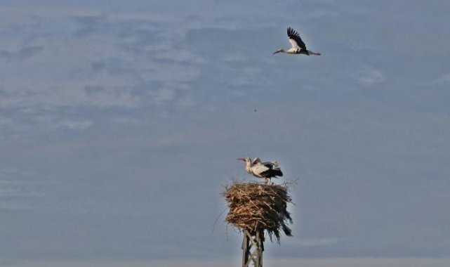 5 bin kilometre kanat çırpan leylekleri kuraklık karşılıyor