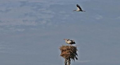 5 bin kilometre kanat çırpan leylekleri kuraklık karşılıyor