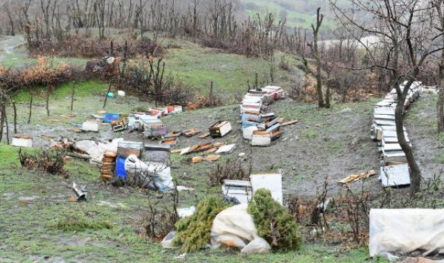 Aç kalan ayı köye inerek 34 keçi ve oğlağı öldürdü, arı kovanlarını parçaladı