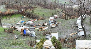 Aç kalan ayı köye inerek 34 keçi ve oğlağı öldürdü, arı kovanlarını parçaladı