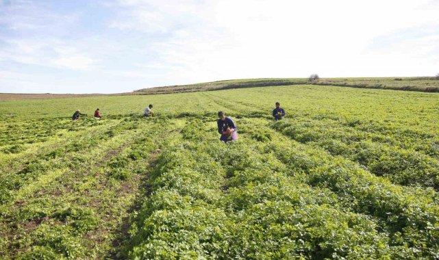Adana'da kadın kooperatifi üreticiyi destekliyor