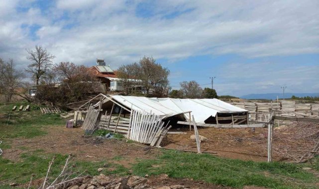 Ahıra giren kurtlar koyunları telef etti