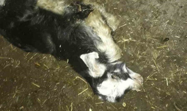 Ahıra giren sokak köpekleri 4 hayvanı telef etti, 15'ini de yaraladı