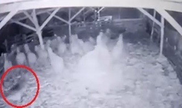 Ahıra girmeyi başaran kurt, koyunlara böyle saldırdı