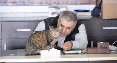 Ailesiyle sokak kedisini sahiplendi, doğumu komşu dükkanda olacak