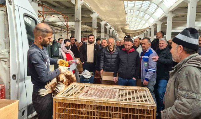 Alaplı Ziraat Odası, çiftçilere tavuk dağıttı