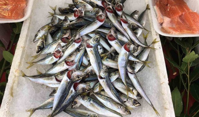 Alaplı'da balık fiyatları yükseldi