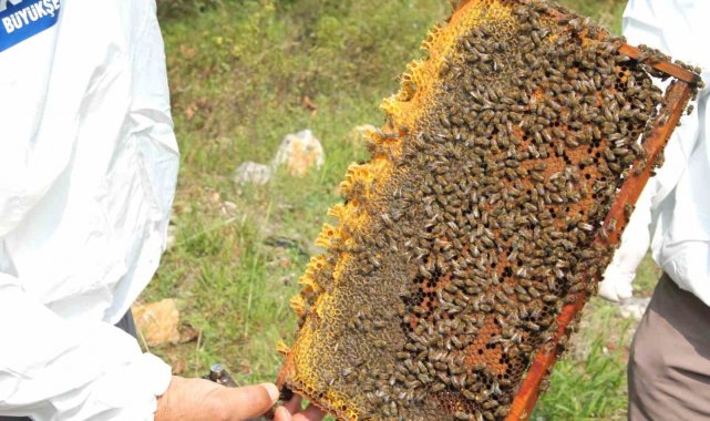 Arıcılara 55 ton arı yemi desteği