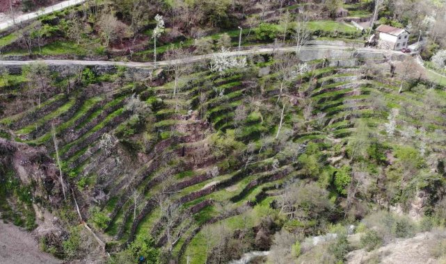 Artvinli duvar ustasının dik yamaçtaki 60 yıllık tarım öyküsü