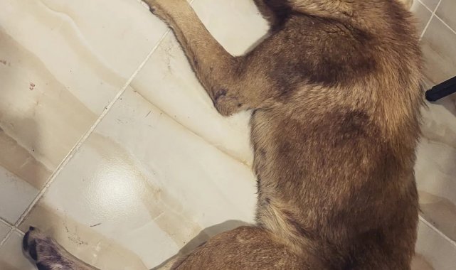 Av tüfeği ile vurulan köpeğin vücudunda 100'den fazla saçma tespit edildi