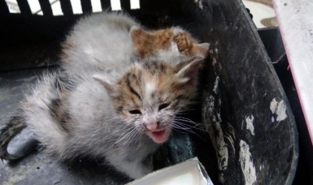 Avcılar'da yangın: 3 yavru kedi yanmaktan kurtarıldı
