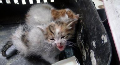 Avcılar'da yangın: 3 yavru kedi yanmaktan kurtarıldı