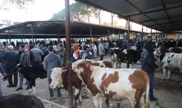 Aydın'da 50 gün aradan sonra hayvan pazarları açıldı