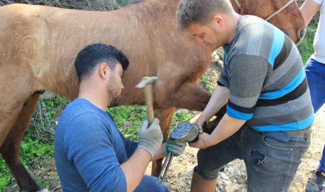 Aydın'da nisan yağışlarıyla sarp arazilerin tavı geldi, çifte koşulan atlar bakıma alındı