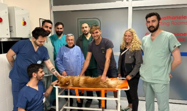 Azı dişi kırılan köpeğe kanal tedavisi ve dolgu yapıldı