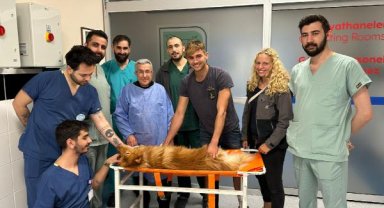 Azı dişi kırılan köpeğe kanal tedavisi ve dolgu yapıldı