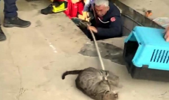 Bahçeşehir'de otomobilin altına giren kedi ve 2 yavrusunu itfaiye çıkardı