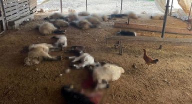 Başıboş köpekler ahırdaki 19 kuzuyu öldürdü