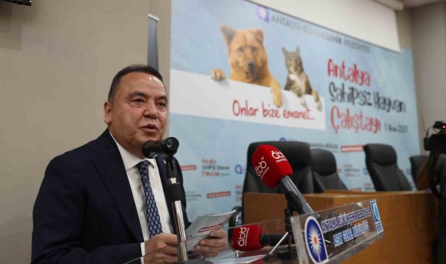 Başkan Böcek: "Sokak hayvanlarına desteğimiz sürecek"