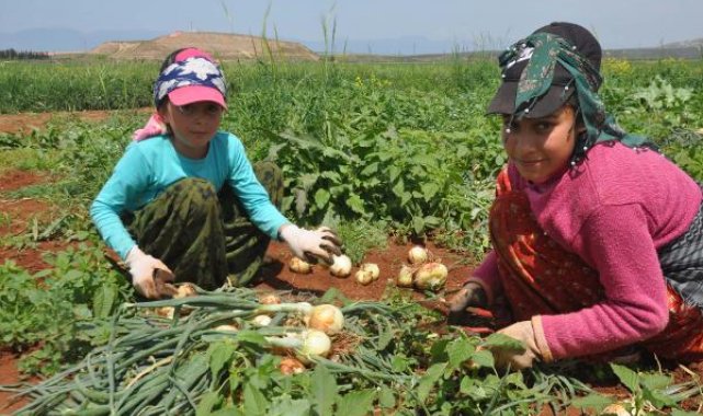 Bayram tatilinde aileleriyle birlikte soğan tarlasında çalışıyorlar