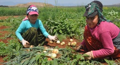 Bayram tatilinde aileleriyle birlikte soğan tarlasında çalışıyorlar