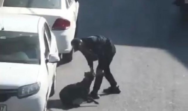 Beyoğlu'nda köpeğe eziyet ettiği belirlenen kişi gözaltına alındı