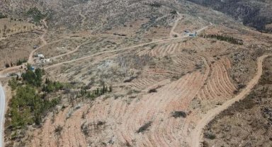 Bodrum'da yanan orman alanları, 21 ay sonra yeşerdi