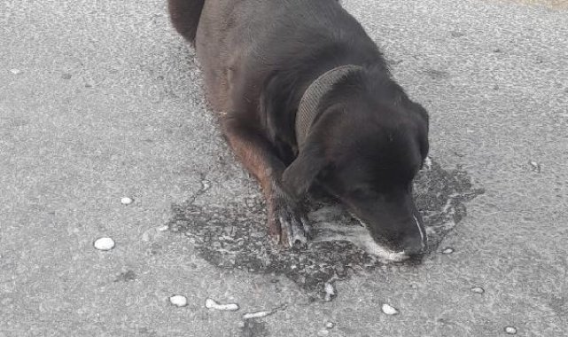 Bodrum'da zehirlenen köpek veterinere götürülürken öldü