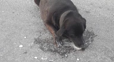 Bodrum'da zehirlenen köpek veterinere götürülürken öldü