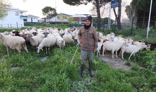 Burhaniye'de bahar yağmurları çobanları sevindirdi