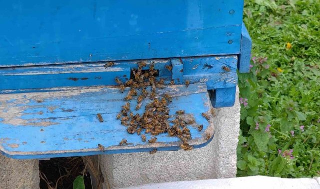 Bursa'da toplu arı ölümleri