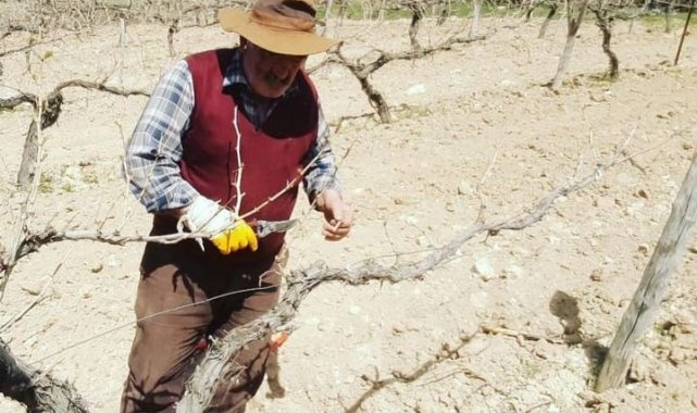 Çemişgezek'te bağ budama dönemi başladı