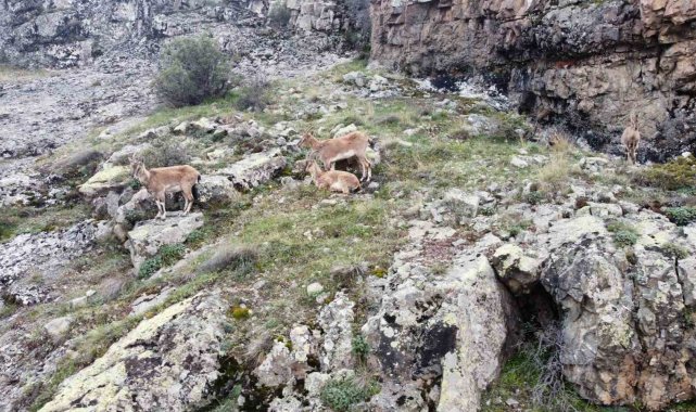 Dağların süsü yaban keçileri Gümüşhane'de dronla görüntülendi