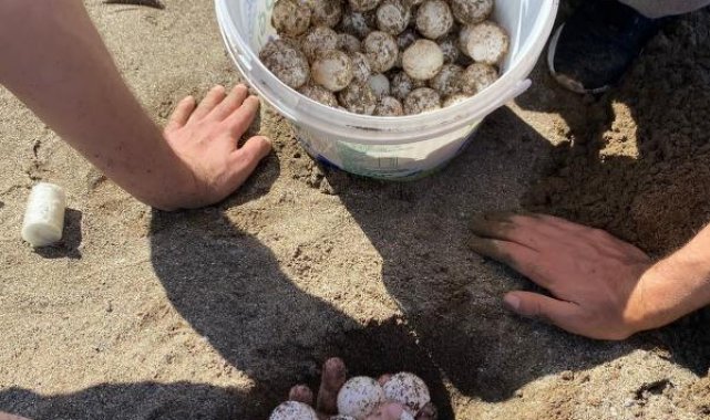 Dalyan'da sezonun ilk caretta caretta yuvası belirlendi