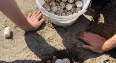 Dalyan'da sezonun ilk caretta caretta yuvası belirlendi