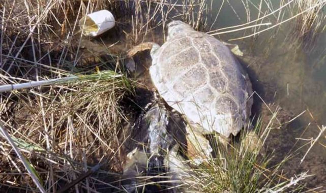 Deniz kaplumbağaları hakkında ürküten araştırma
