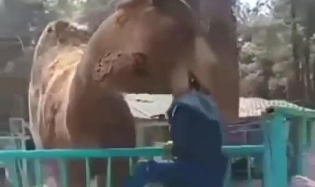 Denizli'de devenin, çocuğu ısırdığı anlar kamerada