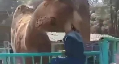 Denizli'de devenin, çocuğu ısırdığı anlar kamerada
