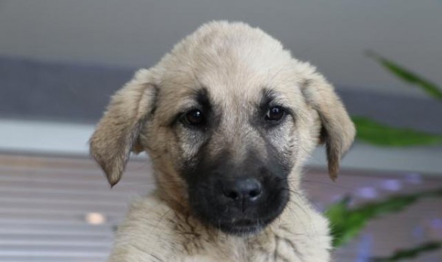 Deprem bölgesinde bulunup 'Proteo' adı verilen köpek, TBB'nin yeni bekçisi