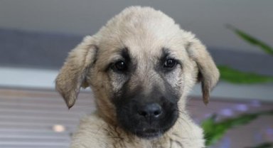 Deprem bölgesinde bulunup 'Proteo' adı verilen köpek, TBB'nin yeni bekçisi