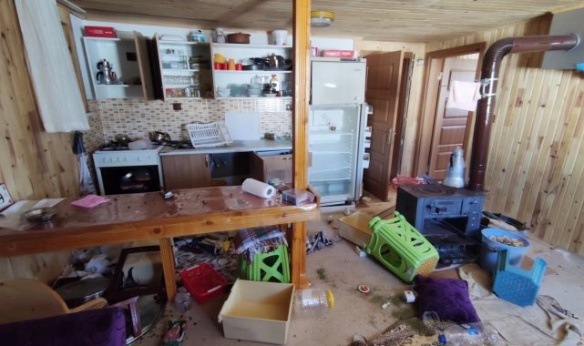 Dev ayı 4 aydır yaylada girilmedik ev bırakmadı