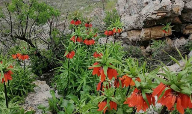 Diyarbakır'da açan 'Ters Lale'ler göz kamaştırdı