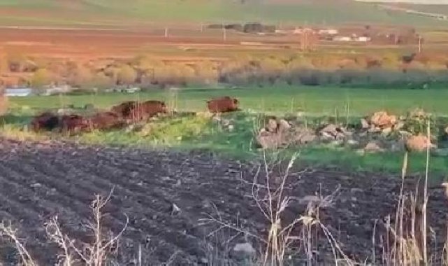 Diyarbakır'da tarlaya giren domuz sürüsü kamerada
