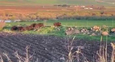 Diyarbakır'da tarlaya giren domuz sürüsü kamerada