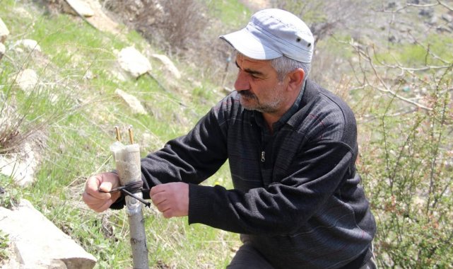 Doğa tutkunu Altan, 36 yıldır dağlardaki verimsiz ağaçları aşılayarak verimli hale getiriyor