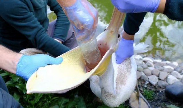 Doğal yaşam parkındaki pelikanın midesinden 'pet şişe' çıktı