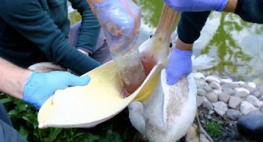 Doğal yaşam parkındaki pelikanın midesinden 'pet şişe' çıktı
